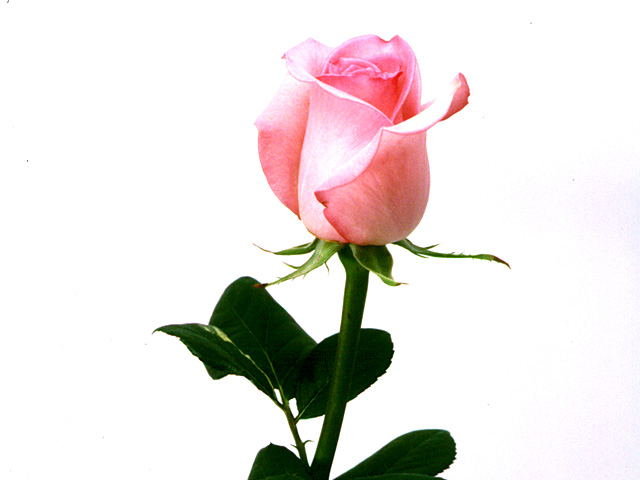 �C���[�W