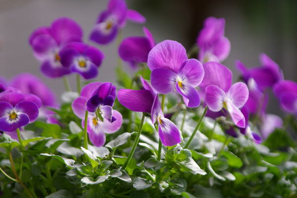 ビオラの花♪