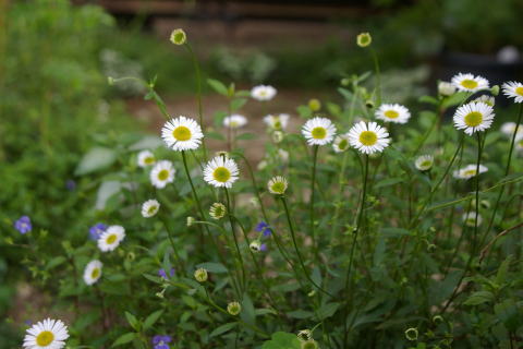 エリゲロン＊源平草