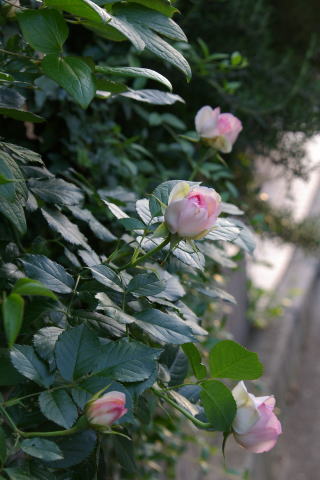 ピエールドロンサール♪
